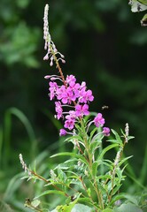 fireweed