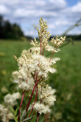 Meadowsweet