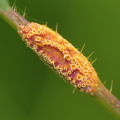 Nettle Clustercup Rust fungus