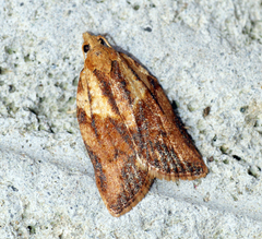 Light Brown Apple Moth
