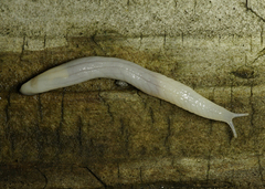 Ghost Slug