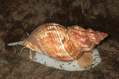 Common Whelk