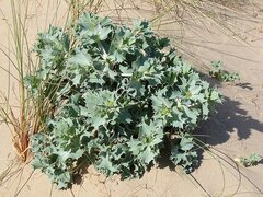 Sea Holly