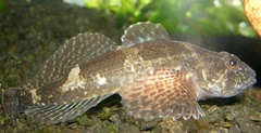 Chabot Bullhead