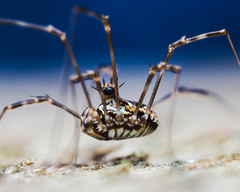 Megabunus diadema