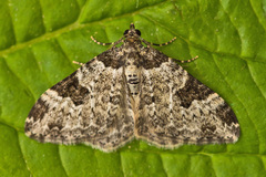 Garden Carpet