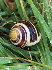 White-lipped Snail