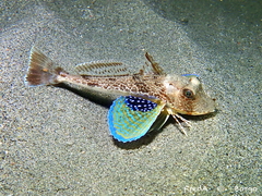 Tub Gurnard