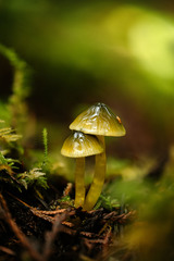 Parrot Mushroom