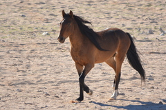 Domestic Horse
