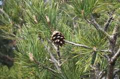 Scots pine