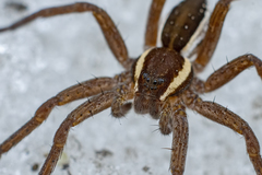 Raft Spider