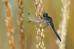 Black Meadowhawk