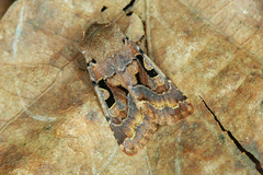 Hebrew Character