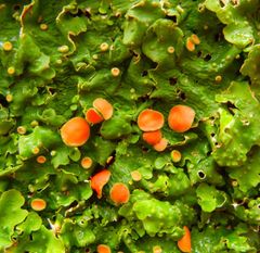 Ricasolia virens