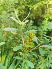 bog myrtle