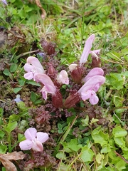 Common Lousewort