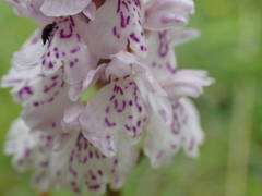 heath spotted orchid