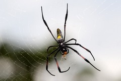 Redleg Orbweaver