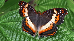 Banded Commodore