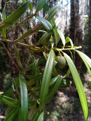 Podocarpus madagascariensis