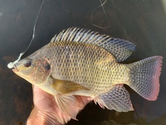 Nile Tilapia