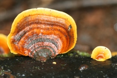 False Turkey-Tail