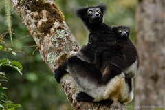 Indri