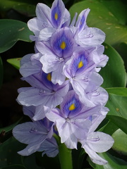common water hyacinth
