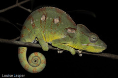Oustalet's Giant Chameleon
