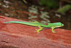 Striped Day Gecko