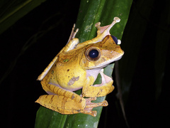 Madagascar Bright-eyed Frog