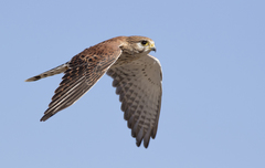 Malagasy Kestrel