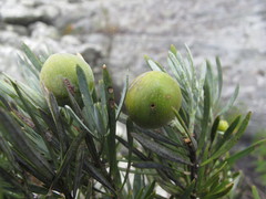 Podocarpus capuronii