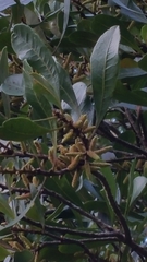 Morella spathulata