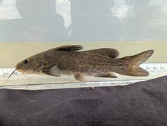 Ancharius fuscus