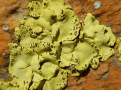 African Gold Lichen