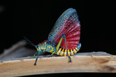 Rainbow Milkweed Locust