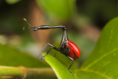 Giraffe Weevil