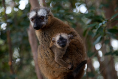 Red-fronted Brown Lemur