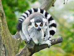 Ring-tailed Lemur