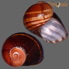 Magnificent Helicophanta