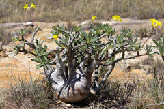 Elephant's Foot Plant