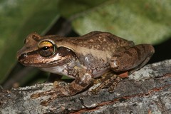 Western Bright-eyed Frog