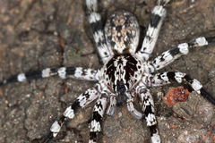 Ornamental Wandering Spider