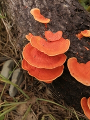 Cinnabar Bracket