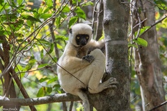 Von der Decken's Sifaka