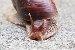 Giant Blonde Snail