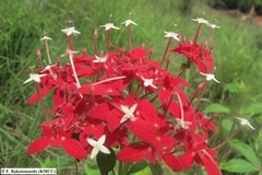 Carphalea pervilleana
