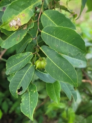 Sclerocroton melanostictus